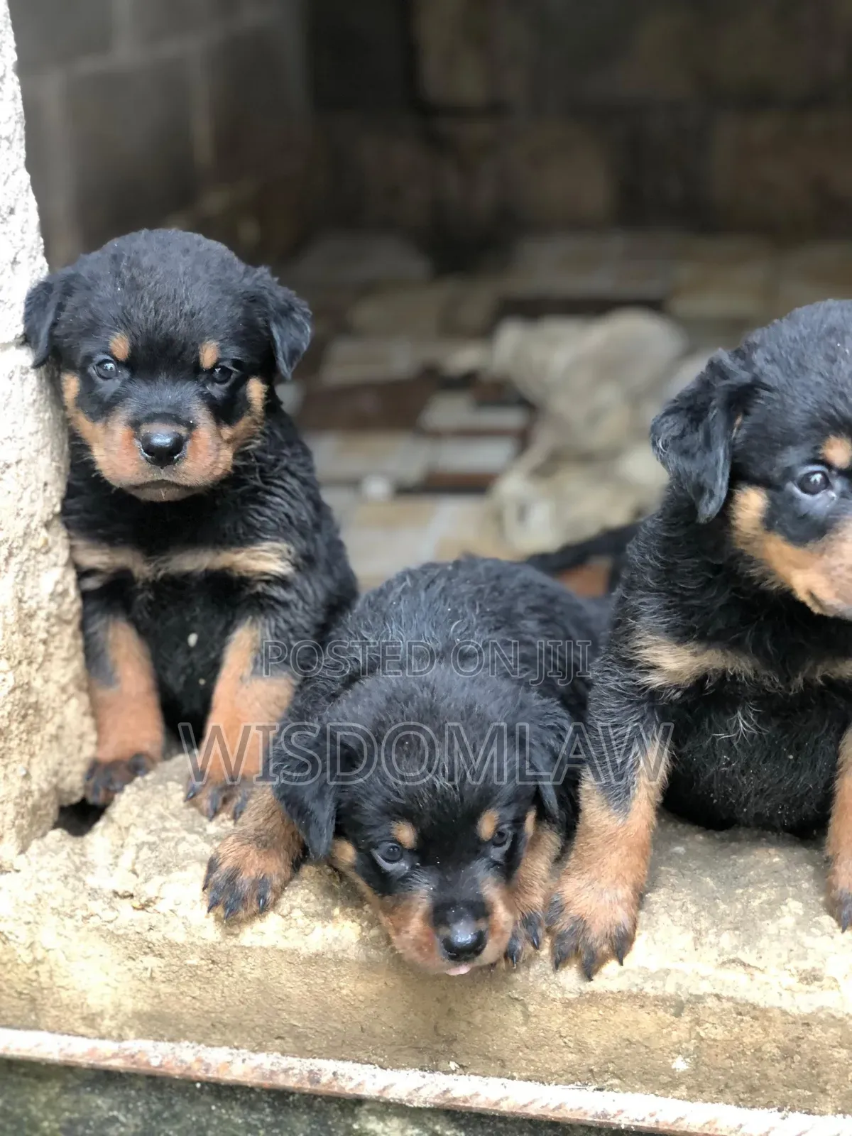 1-3 months Female Purebred Rottweiler