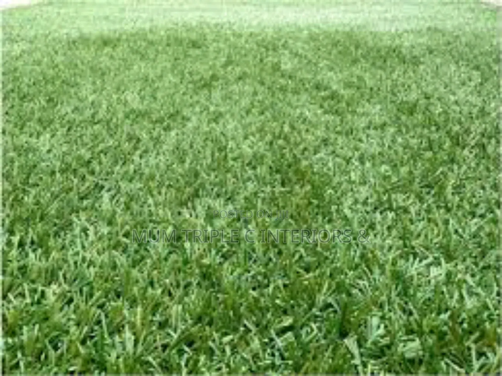 25mm Grass Carpet Top Grade