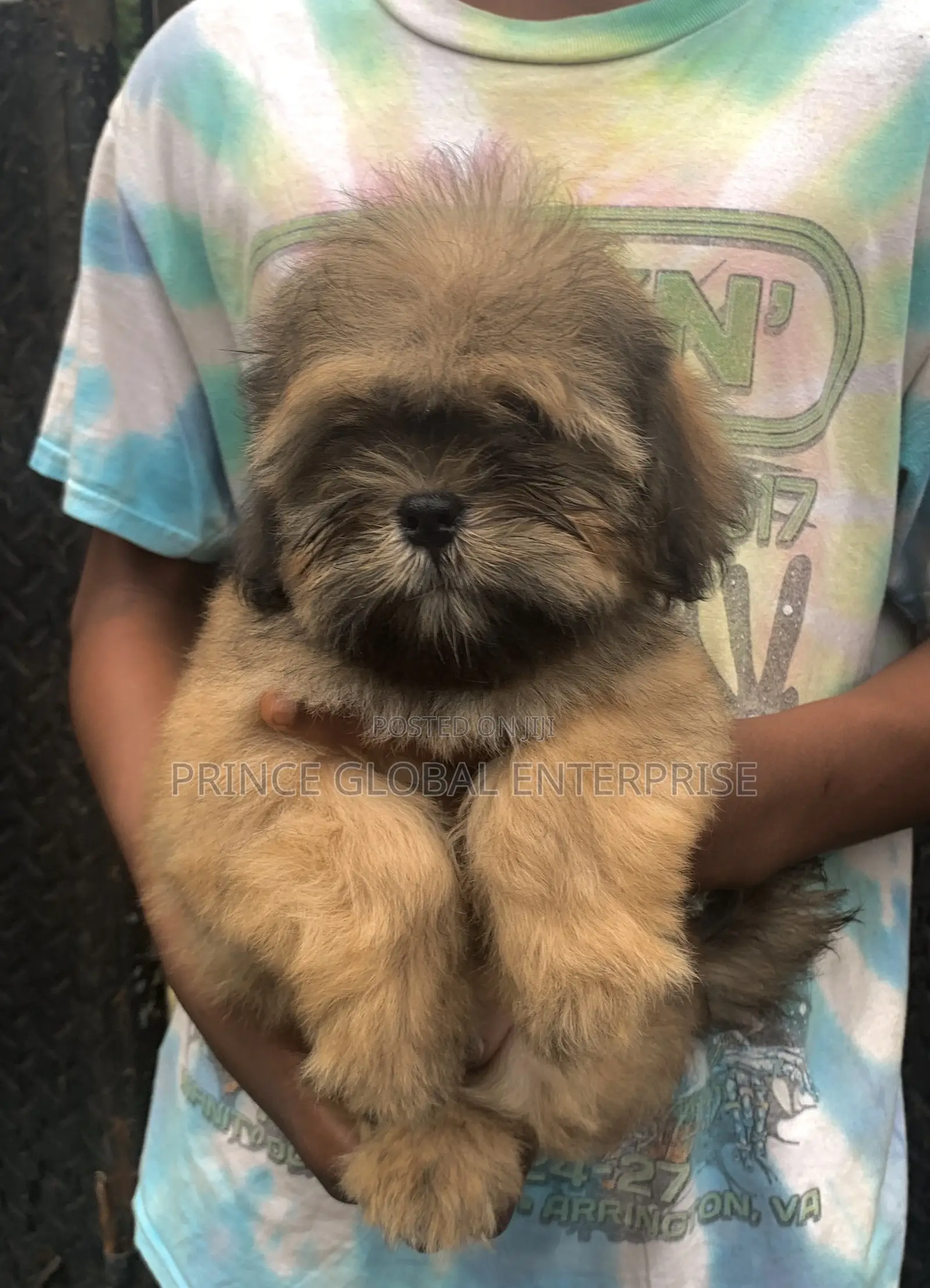 1-3 months Male Purebred Lhasa Apso