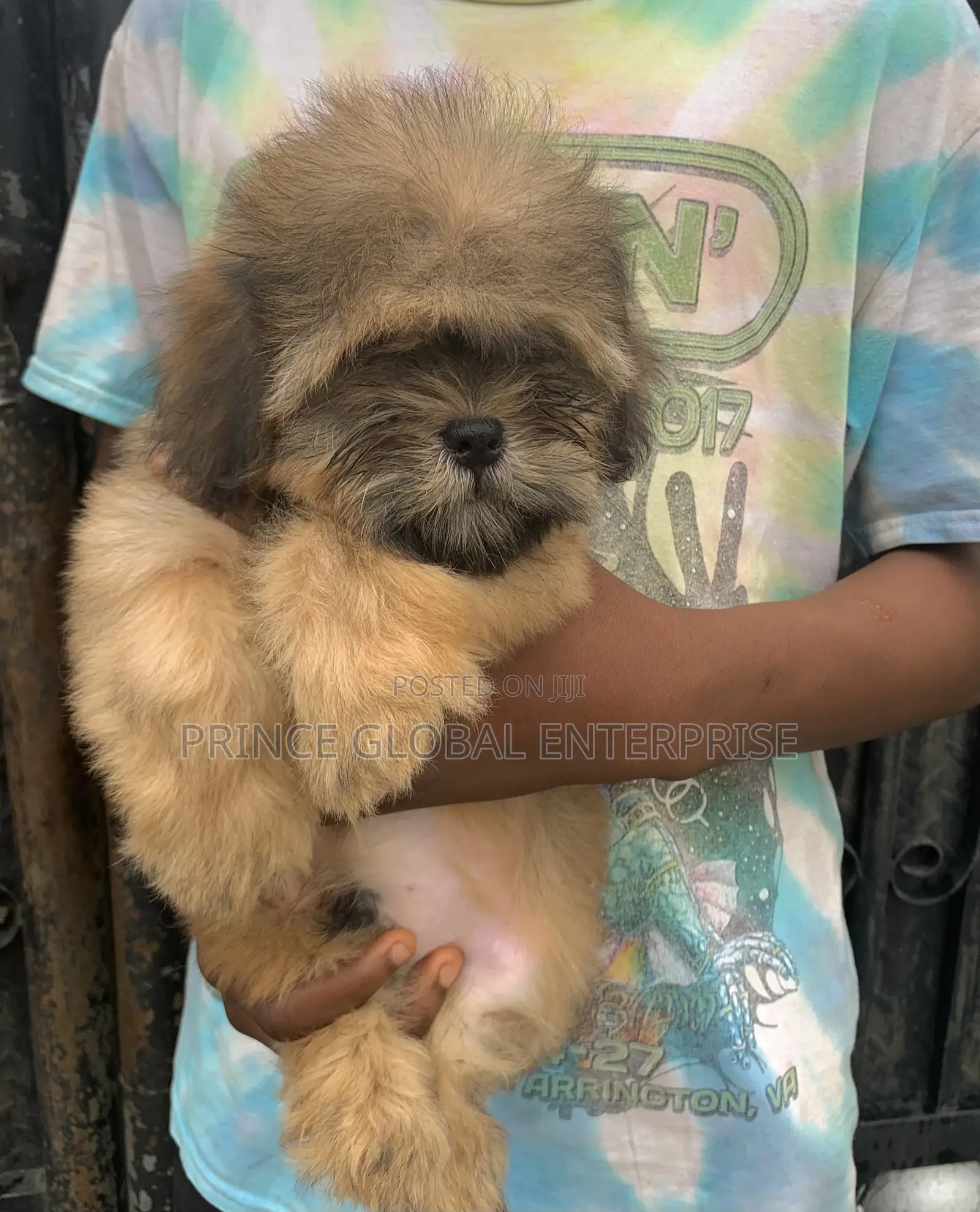 1-3 months Male Purebred Lhasa Apso