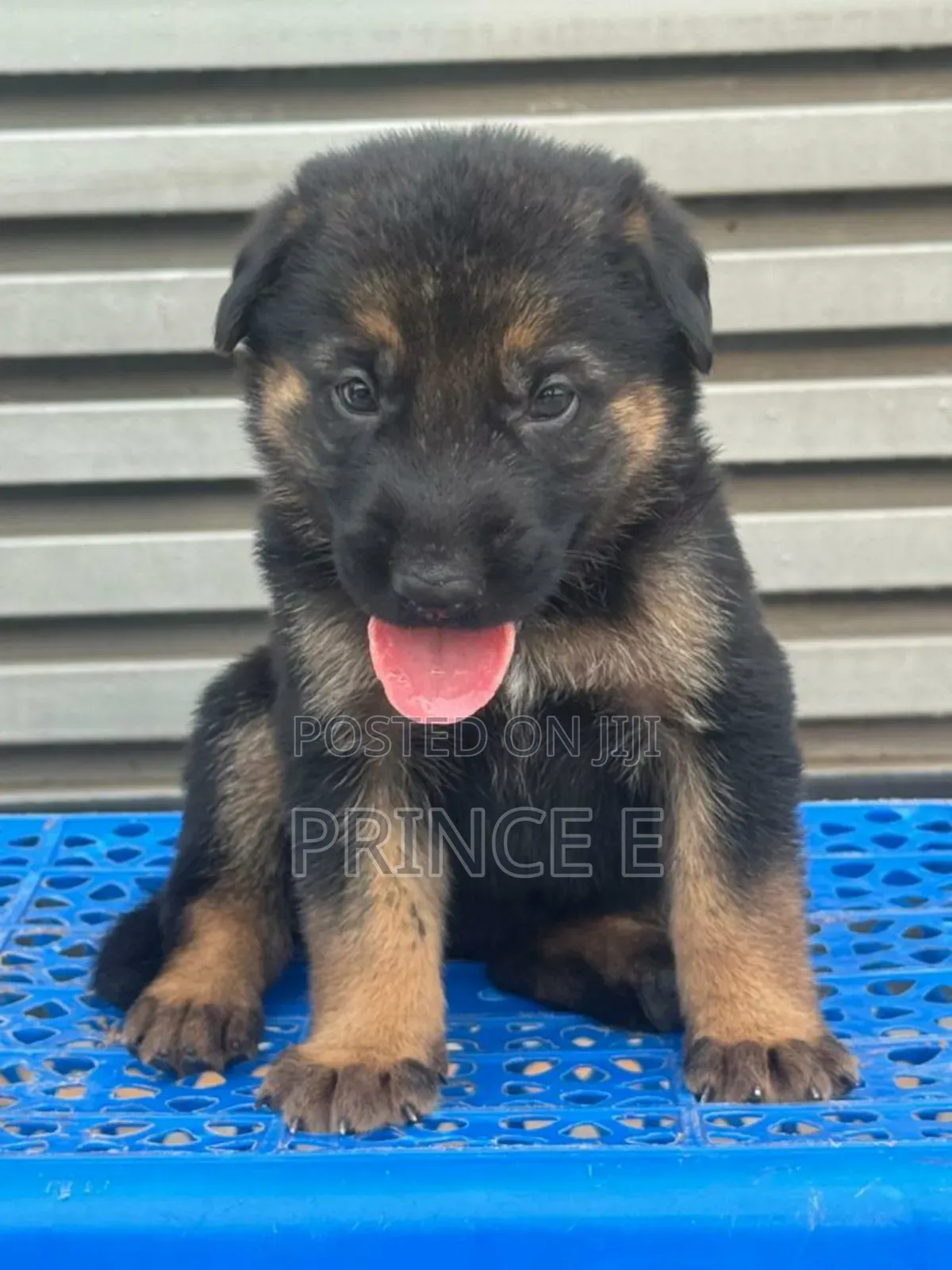 1-3 months Male Purebred German Shepherd