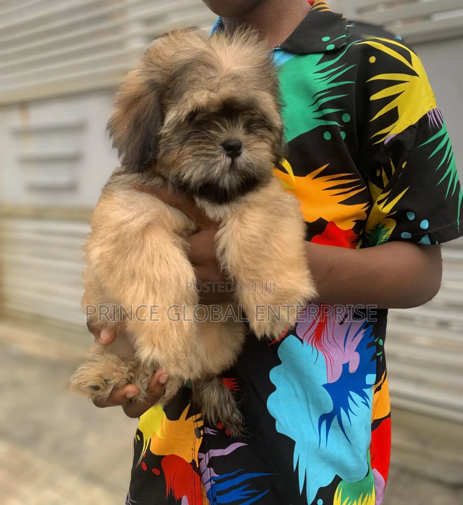 1-3 months Male Purebred Lhasa Apso