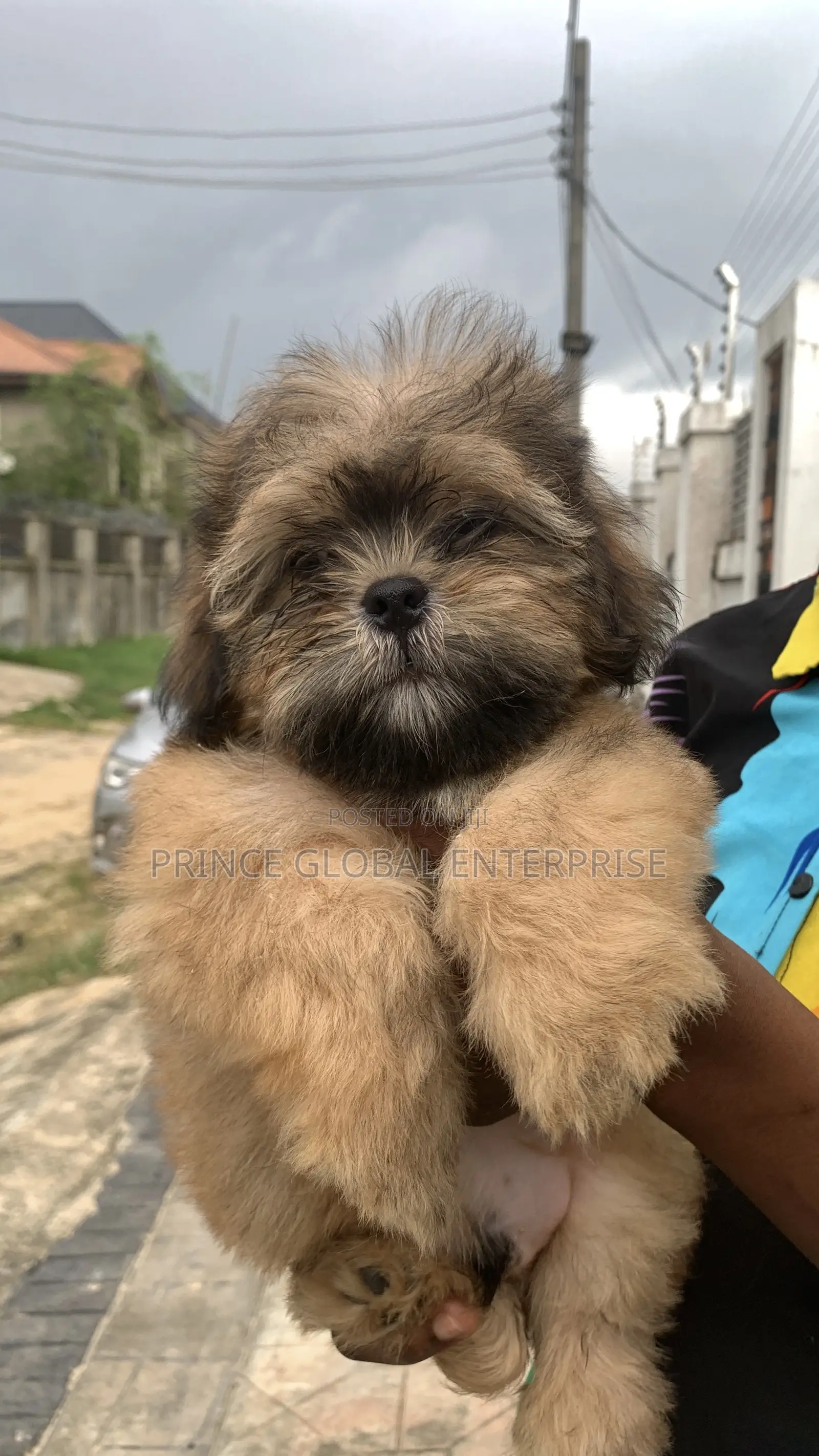 1-3 months Male Purebred Lhasa Apso