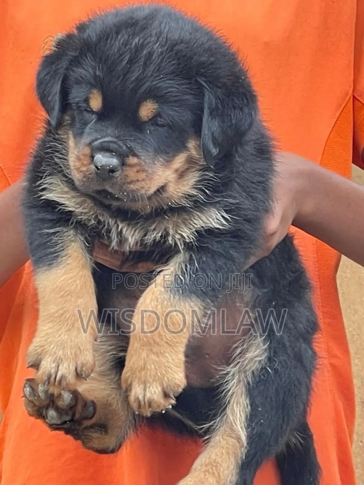 1-3 months Female Purebred Rottweiler