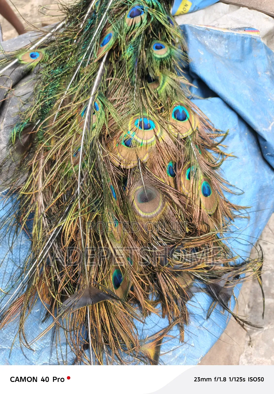 Peacock Feathers