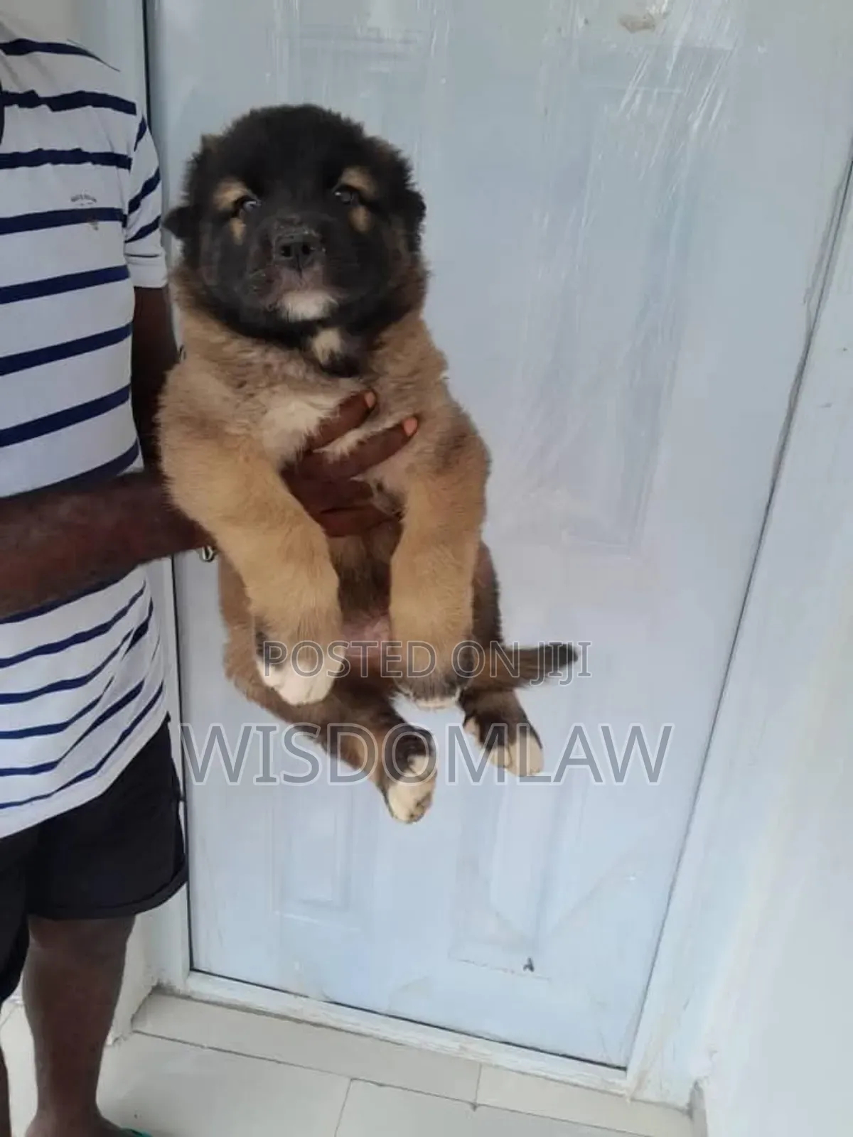 1-3 months Female Purebred Caucasian Shepherd
