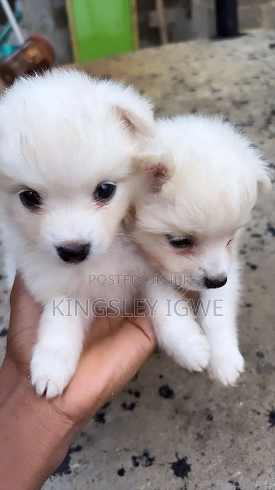 1-3 months Male Purebred American Eskimo