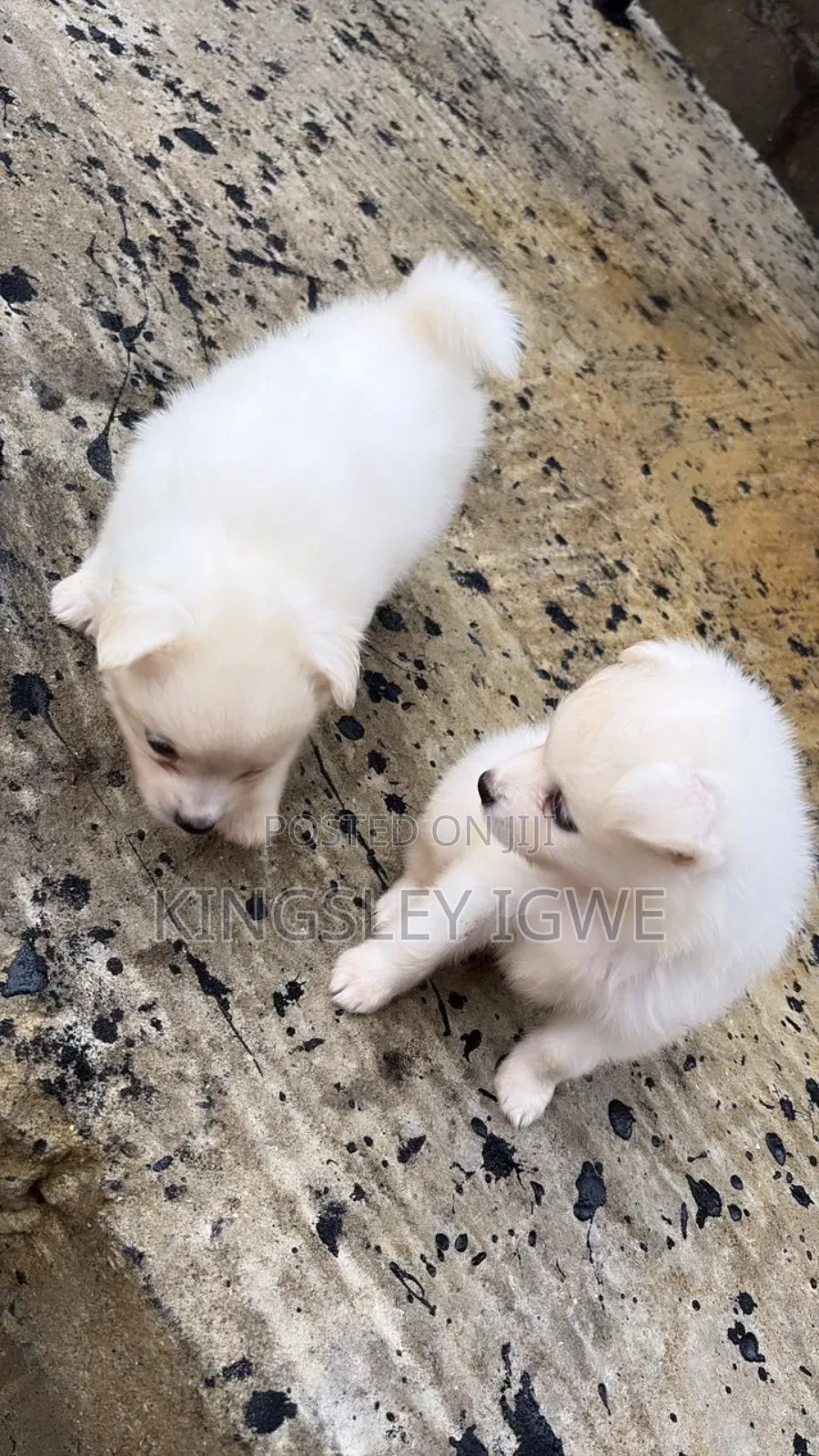 1-3 months Male Purebred American Eskimo
