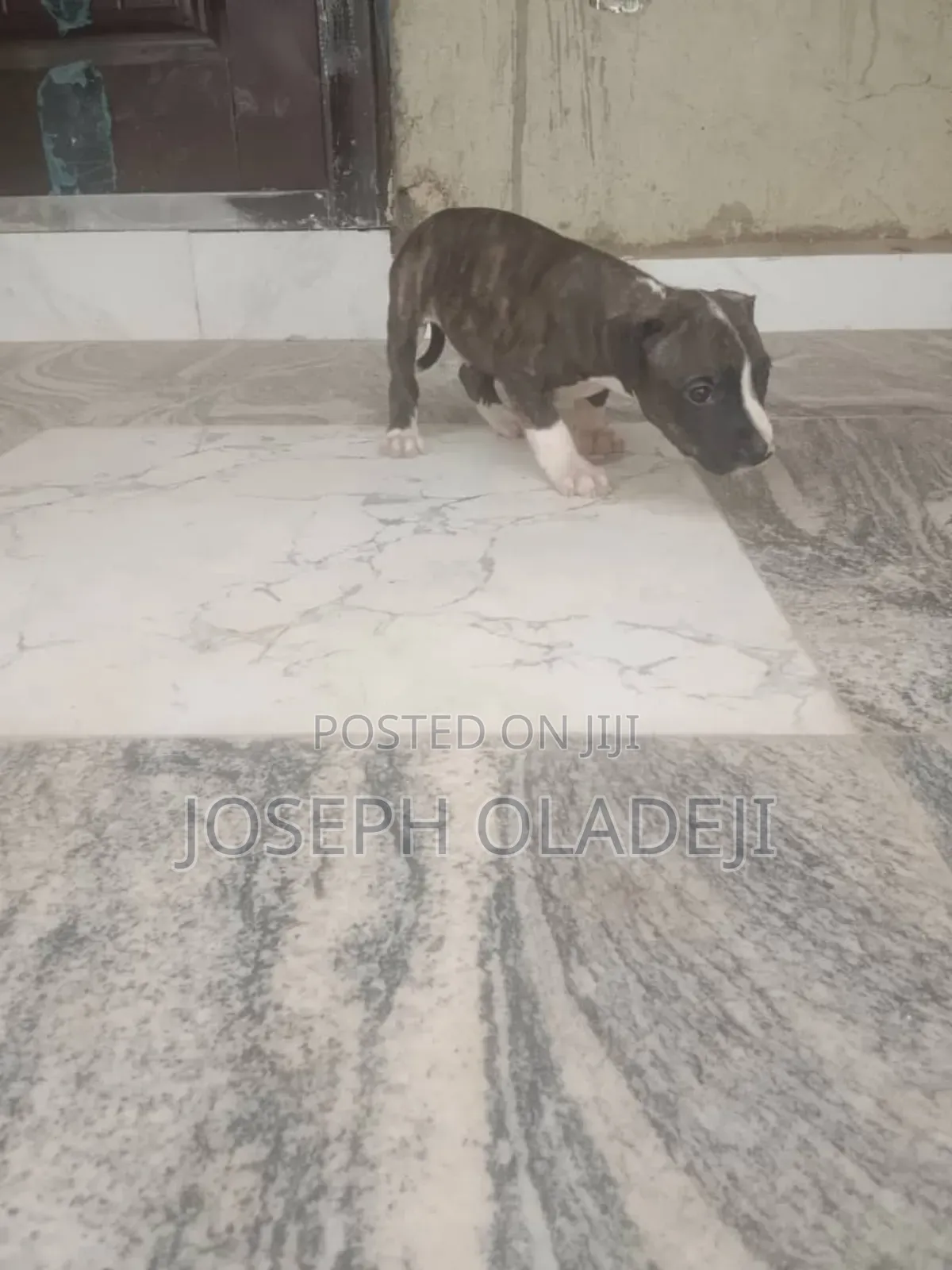 1-3 months Male Purebred Boerboel