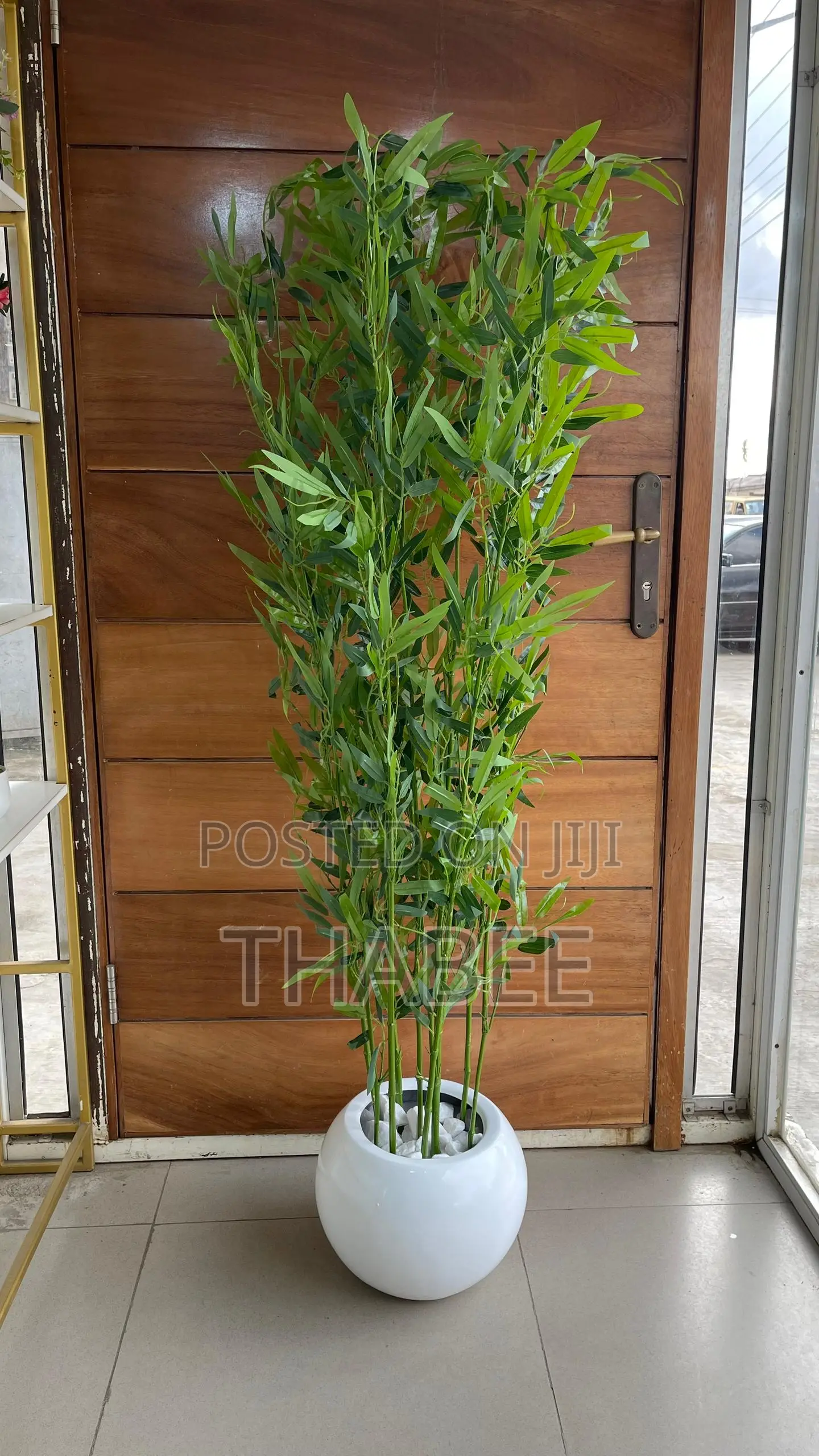 Bamboo Plant in Round White Fibrepot