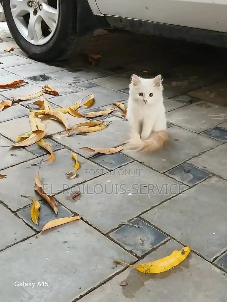 3-6 months Male Purebred Turkish Angora