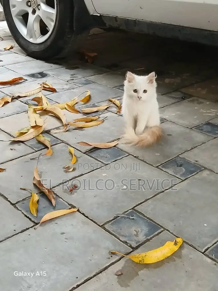 3-6 months Male Purebred Turkish Angora