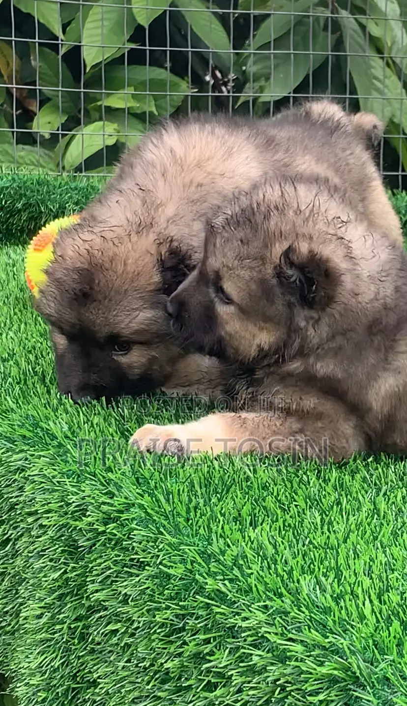 1-3 months Female Purebred Caucasian Shepherd