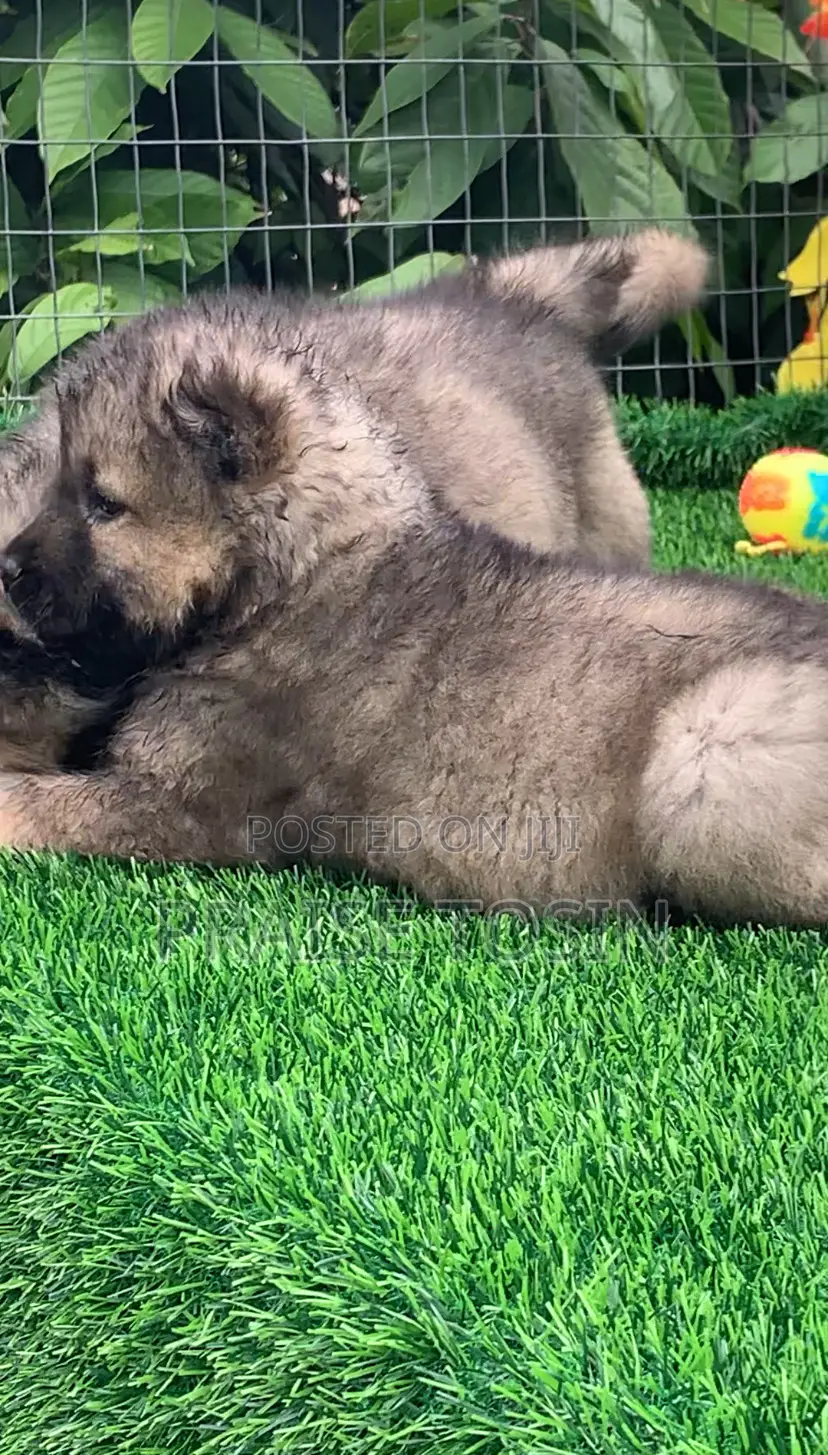 1-3 months Female Purebred Caucasian Shepherd