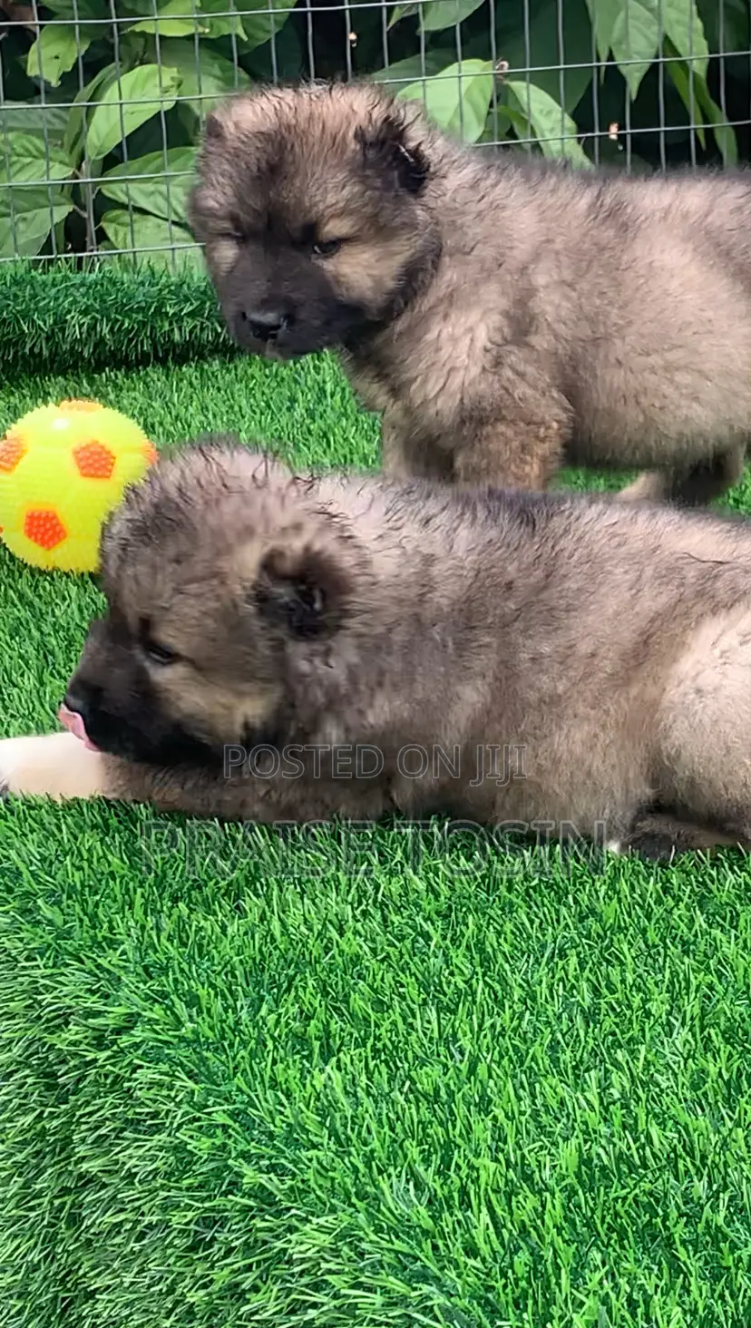 1-3 months Female Purebred Caucasian Shepherd
