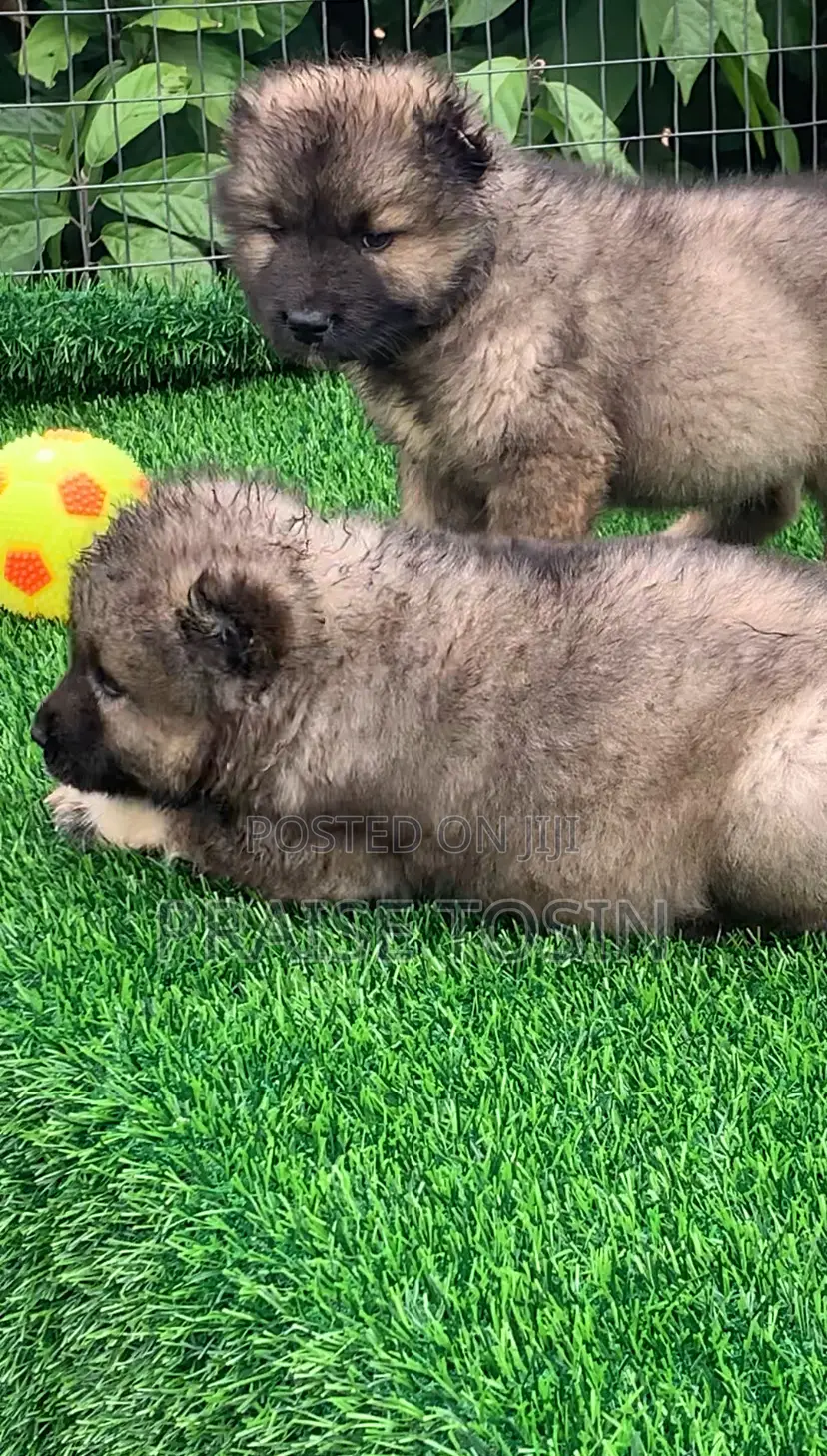 1-3 months Female Purebred Caucasian Shepherd