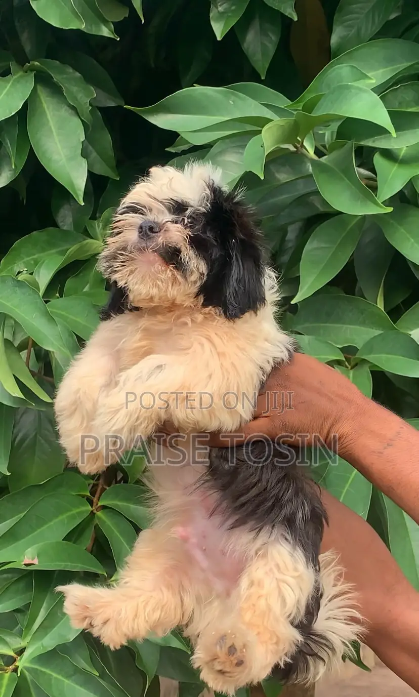 1-3 months Male Purebred Lhasa Apso