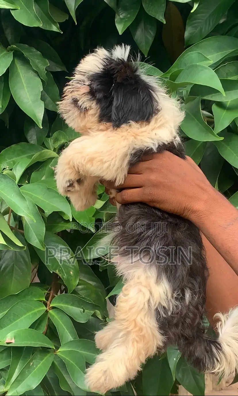 1-3 months Male Purebred Lhasa Apso