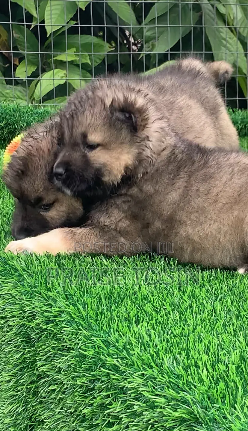1-3 months Male Purebred Caucasian Shepherd
