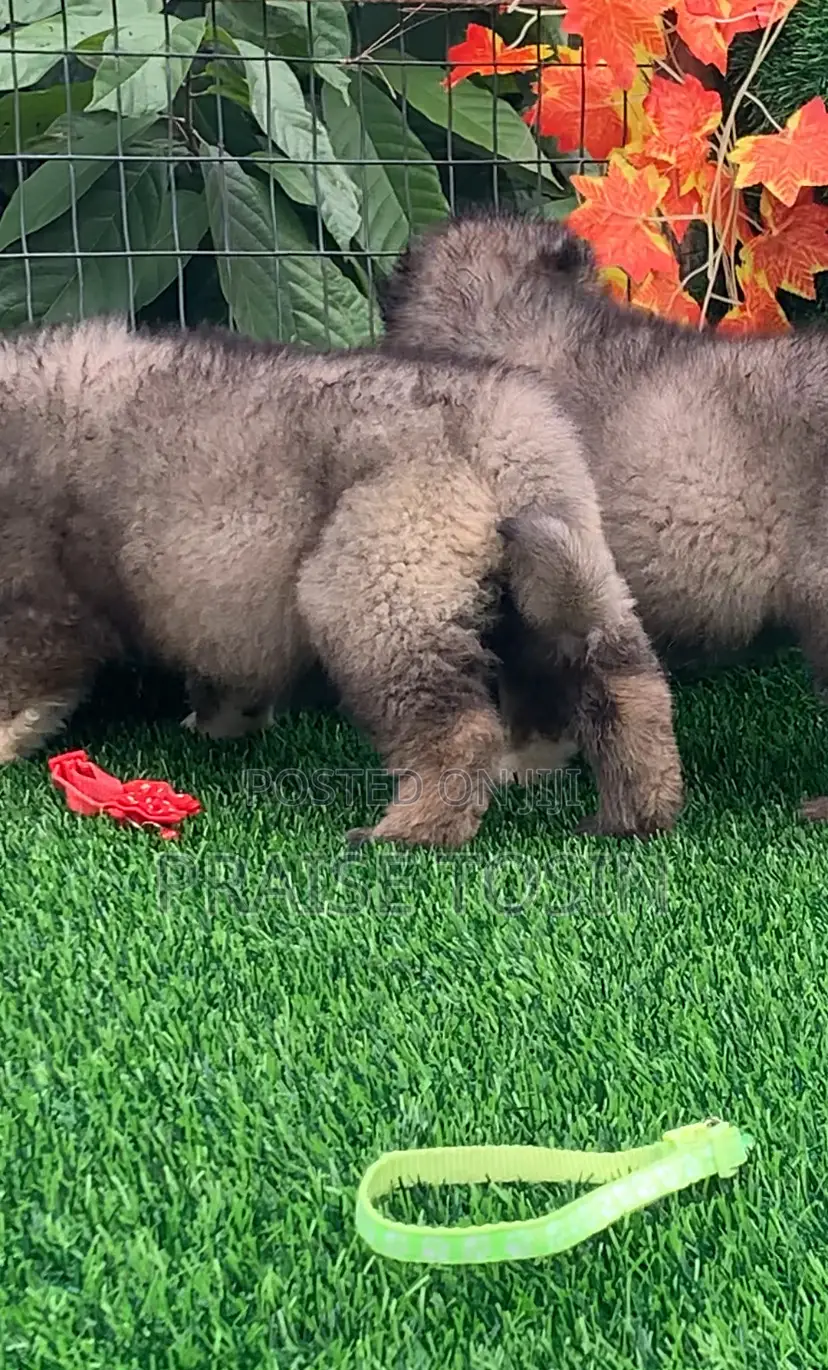 1-3 months Male Purebred Caucasian Shepherd