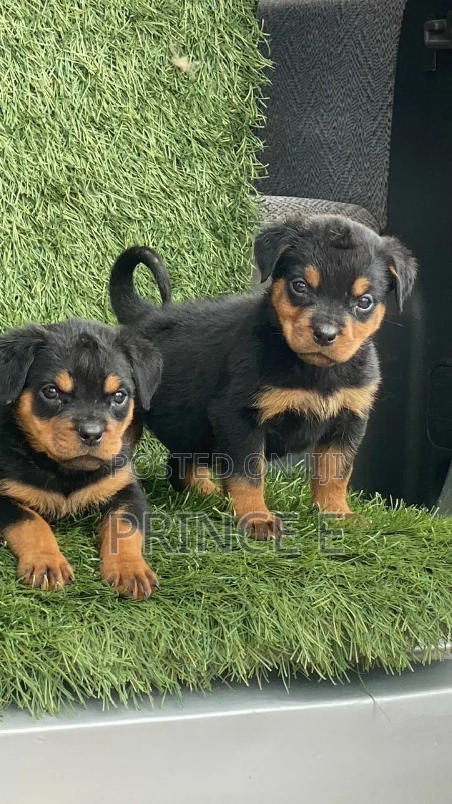 1-3 months Male Purebred Rottweiler