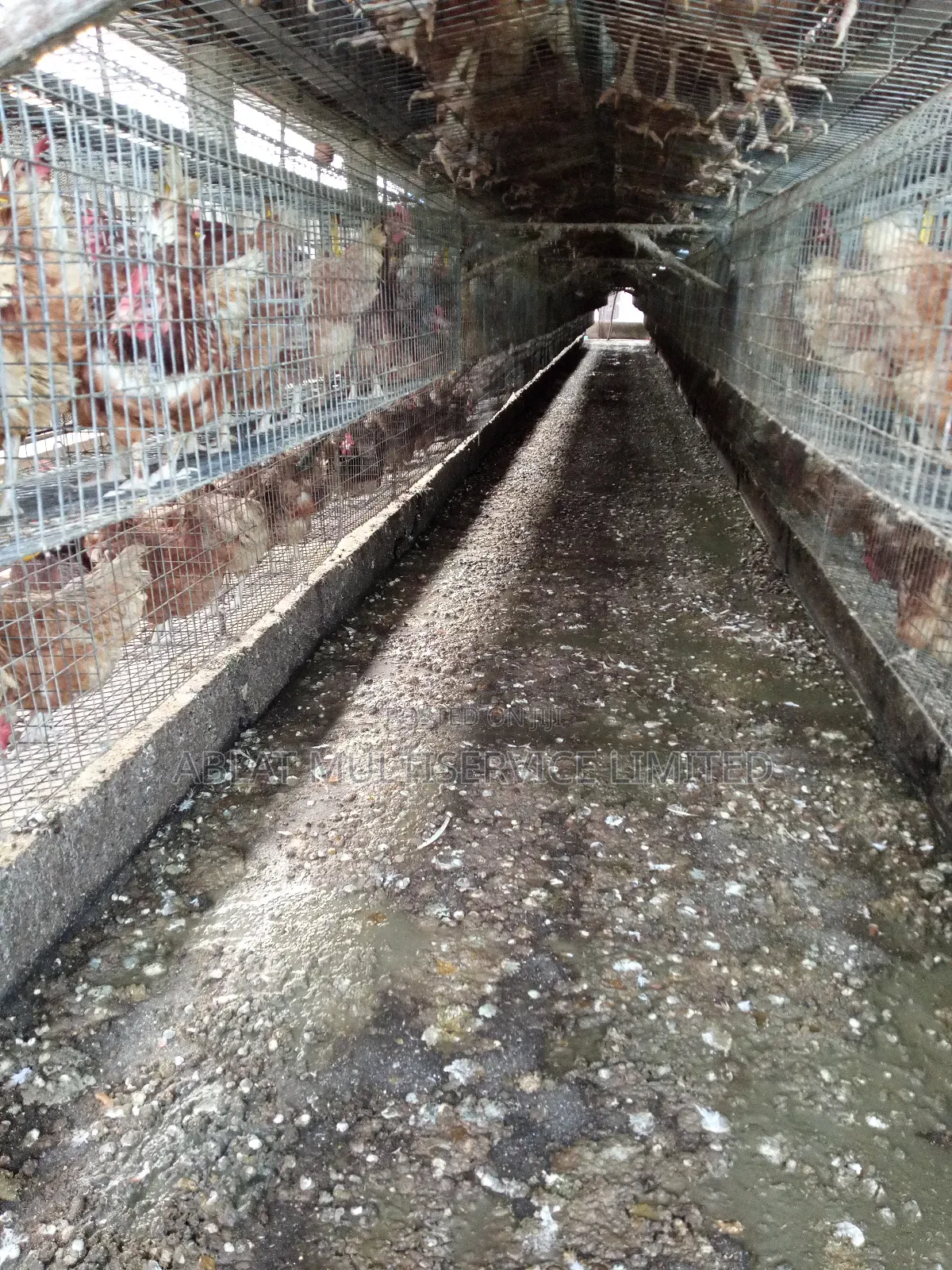 Poultry Cage Solution for Your Farm