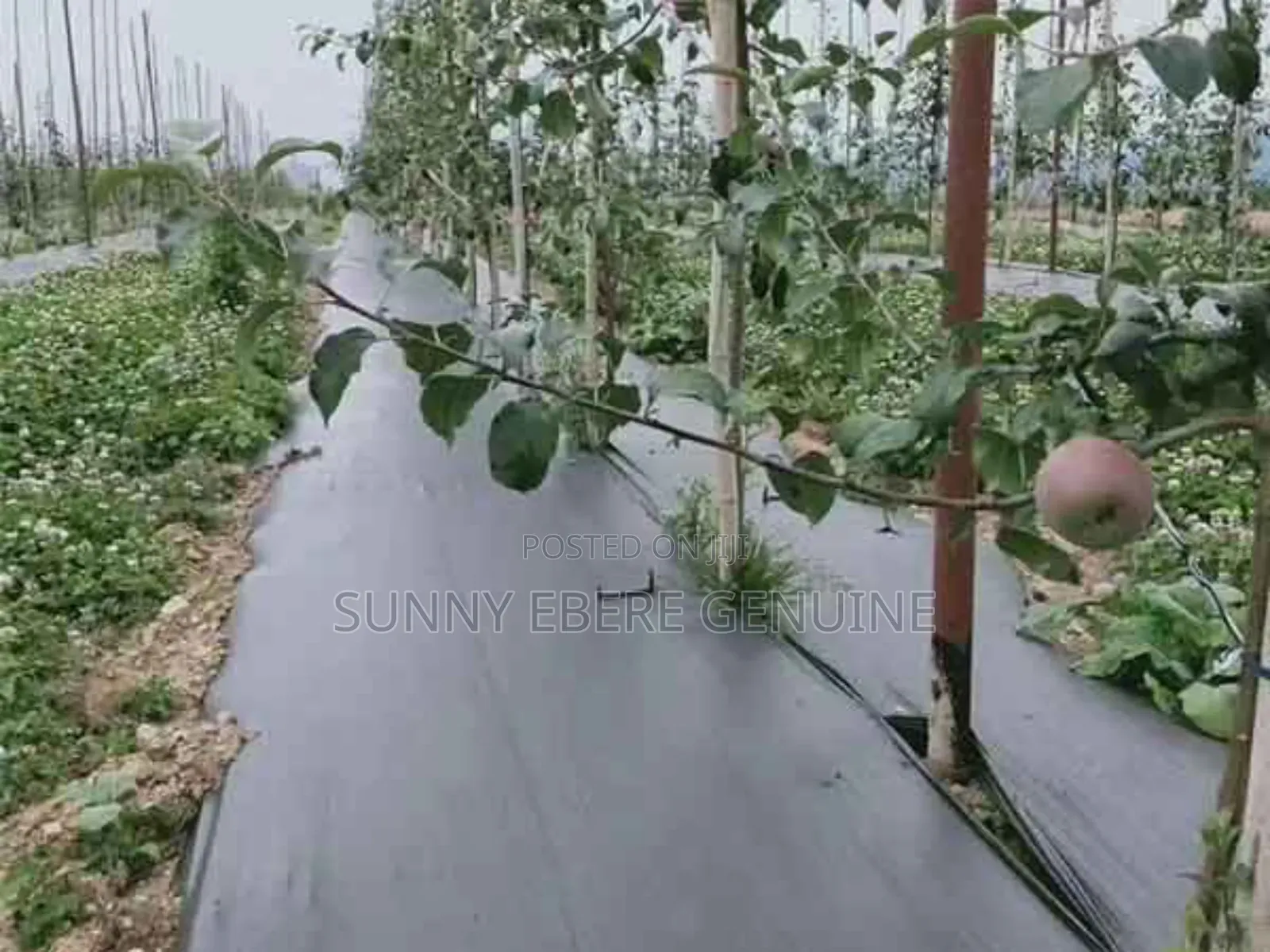 Gardening Ground Cloth