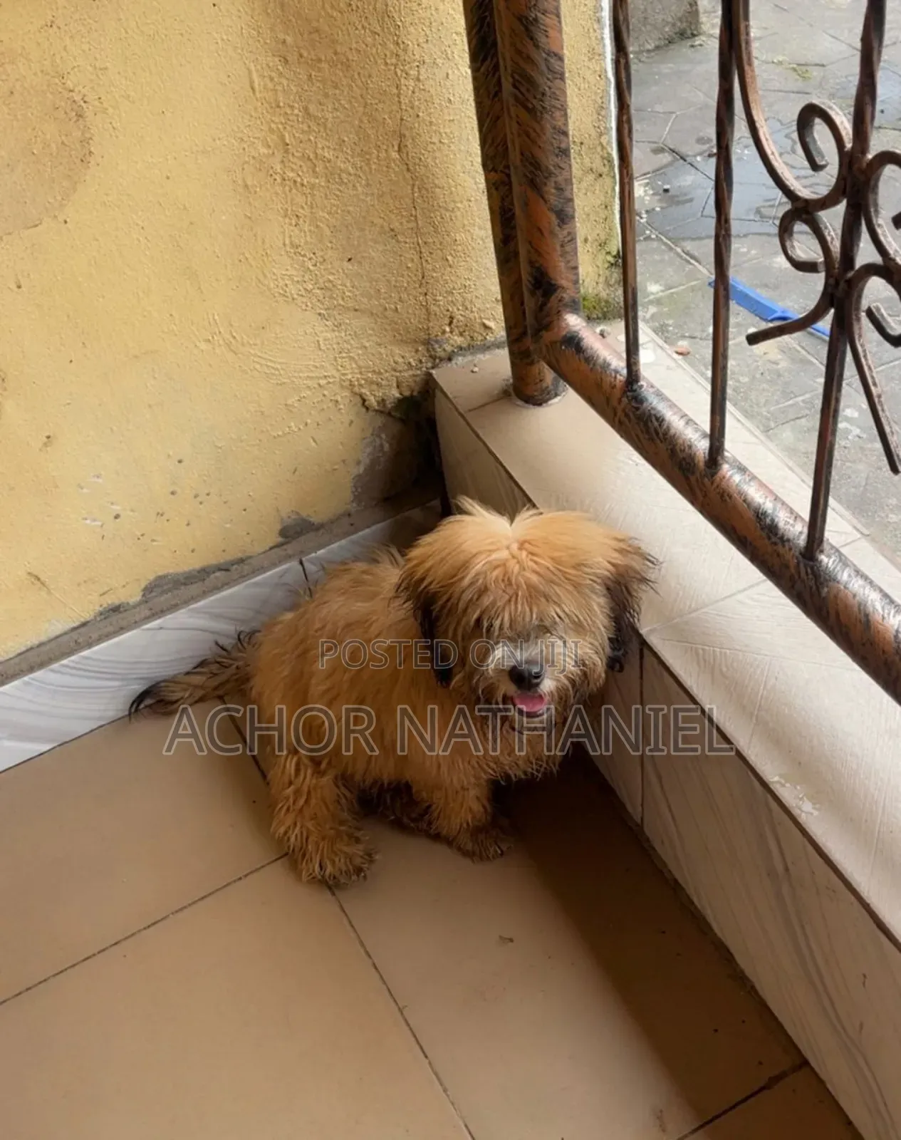 3-6 months Male Purebred Lhasa Apso