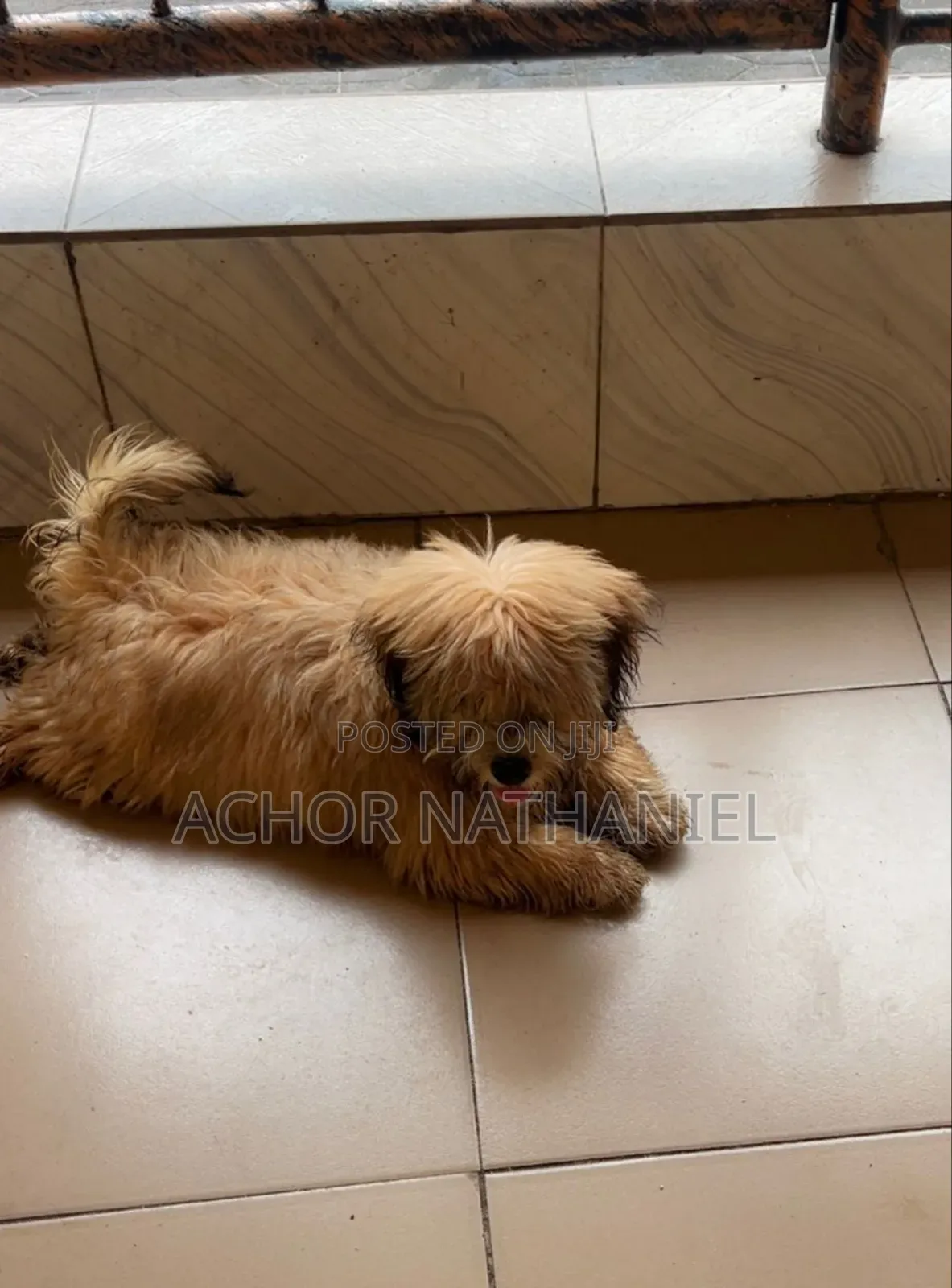 3-6 months Male Purebred Lhasa Apso