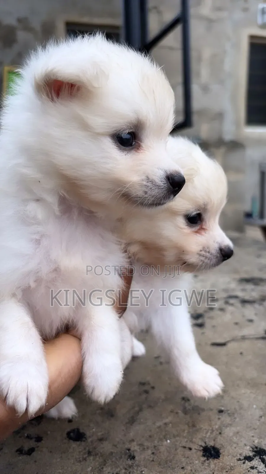 1-3 months Male Purebred American Eskimo