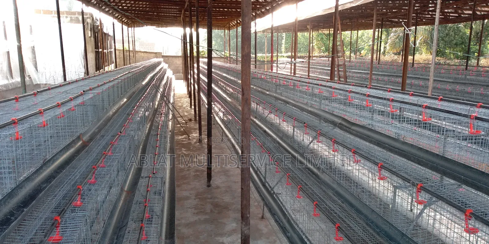 Poultry Cage Solution for Your Farm