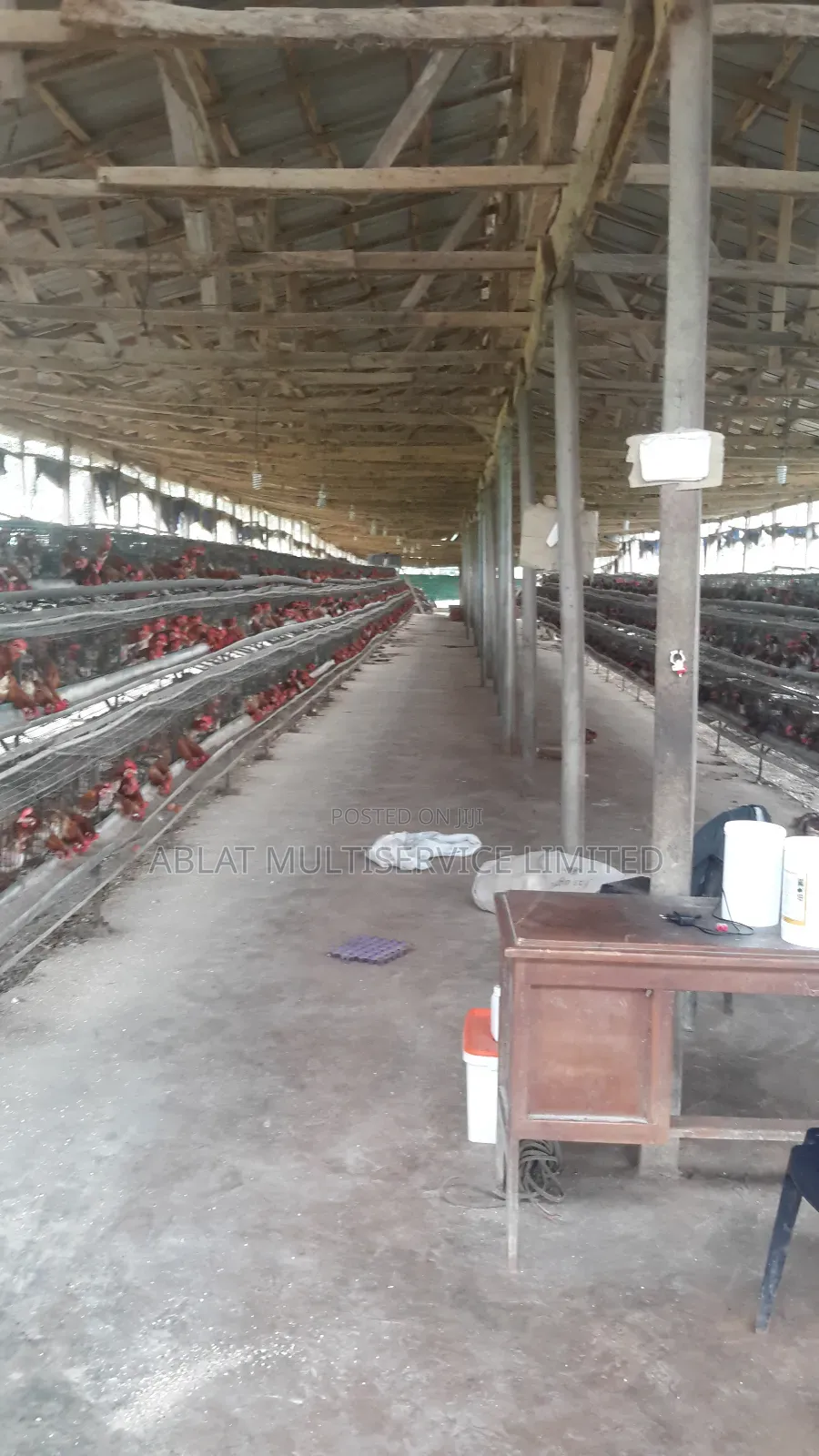 Poultry Cage Solution for Your Farm