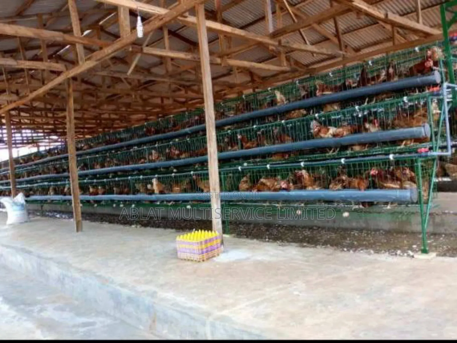 Poultry Cage Solution for Your Farm
