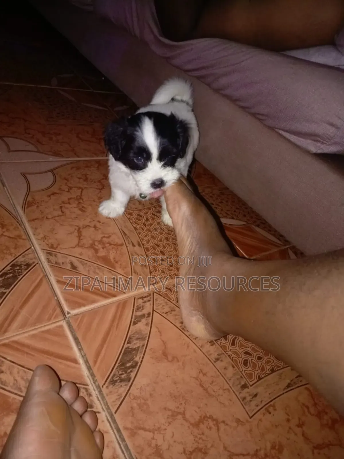 0-1 month Male Mixed Breed Lhasa Apso