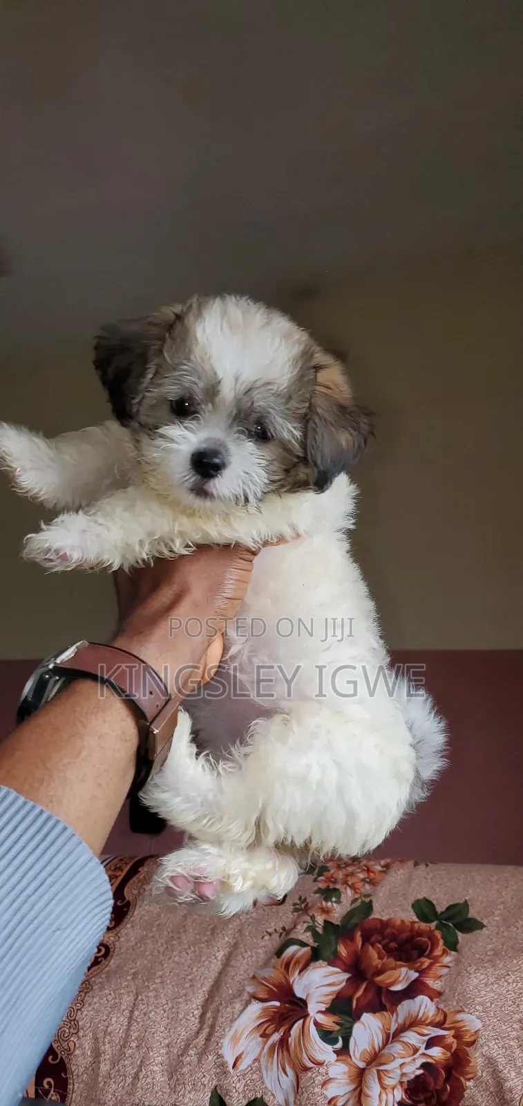 1-3 months Male Purebred Lhasa Apso