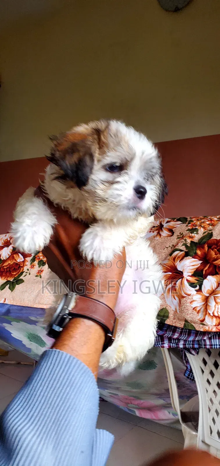 1-3 months Male Purebred Lhasa Apso