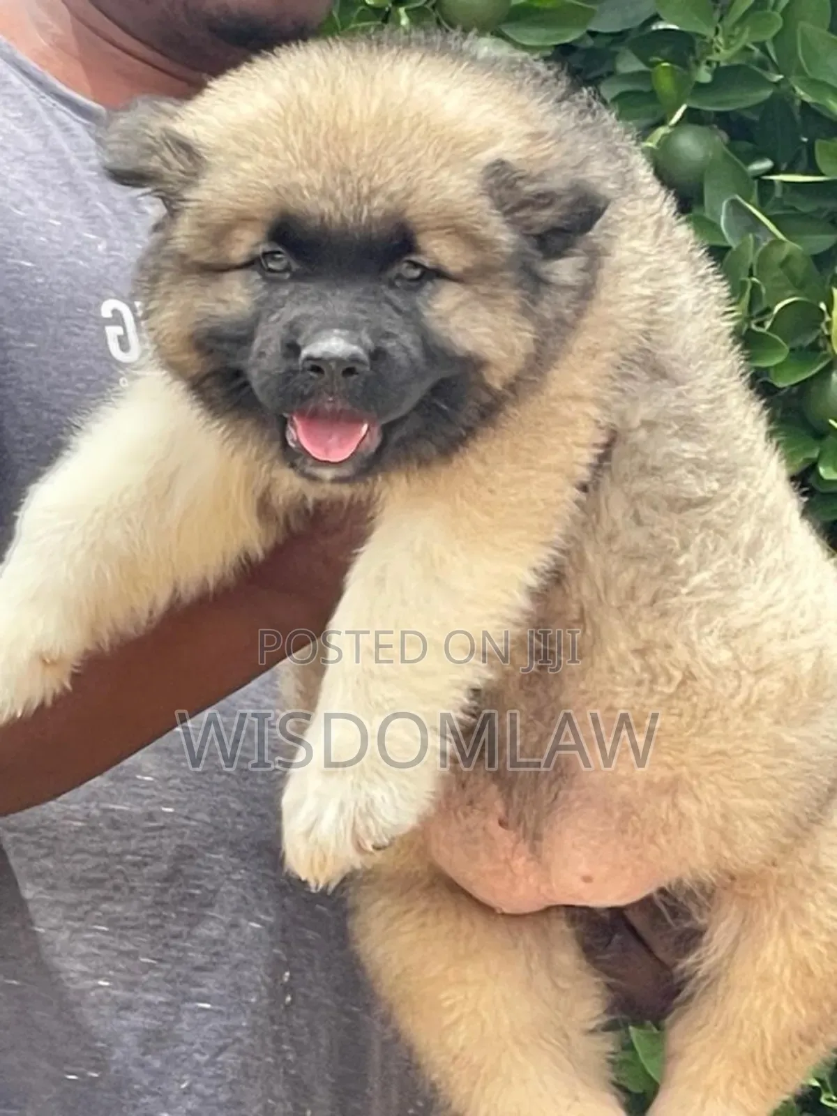 1-3 months Male Purebred Caucasian Shepherd