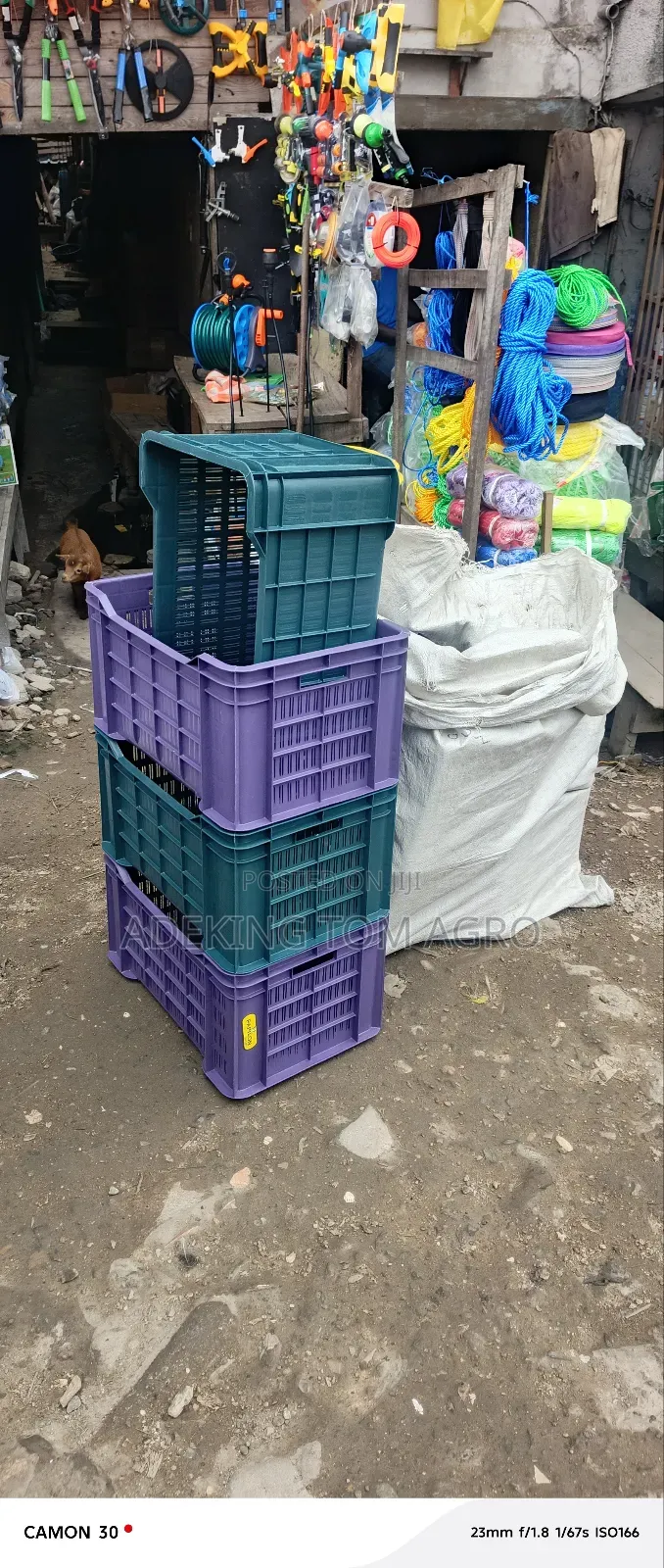 Tomatoes Harvest Crate