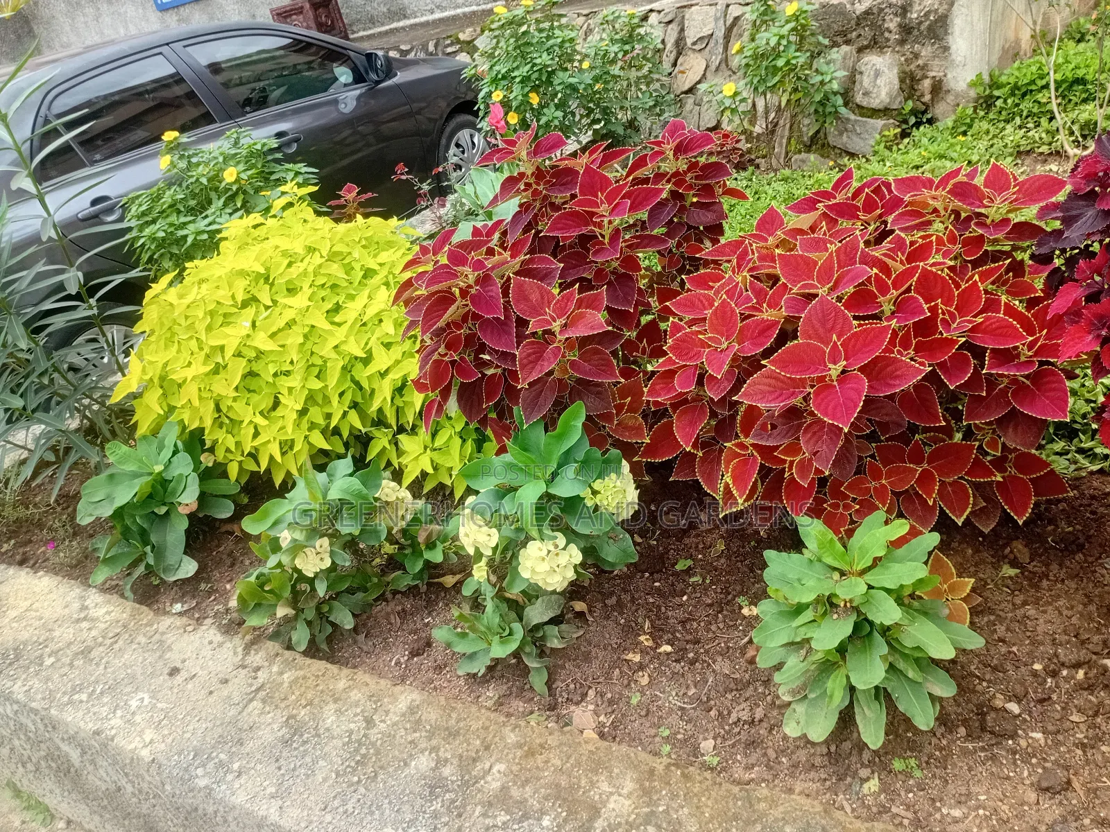 Flowers and Plants