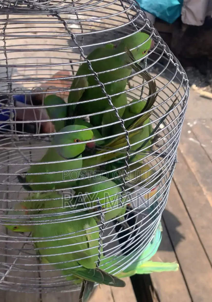 Indian Ringneck Parrots/ Parakeets