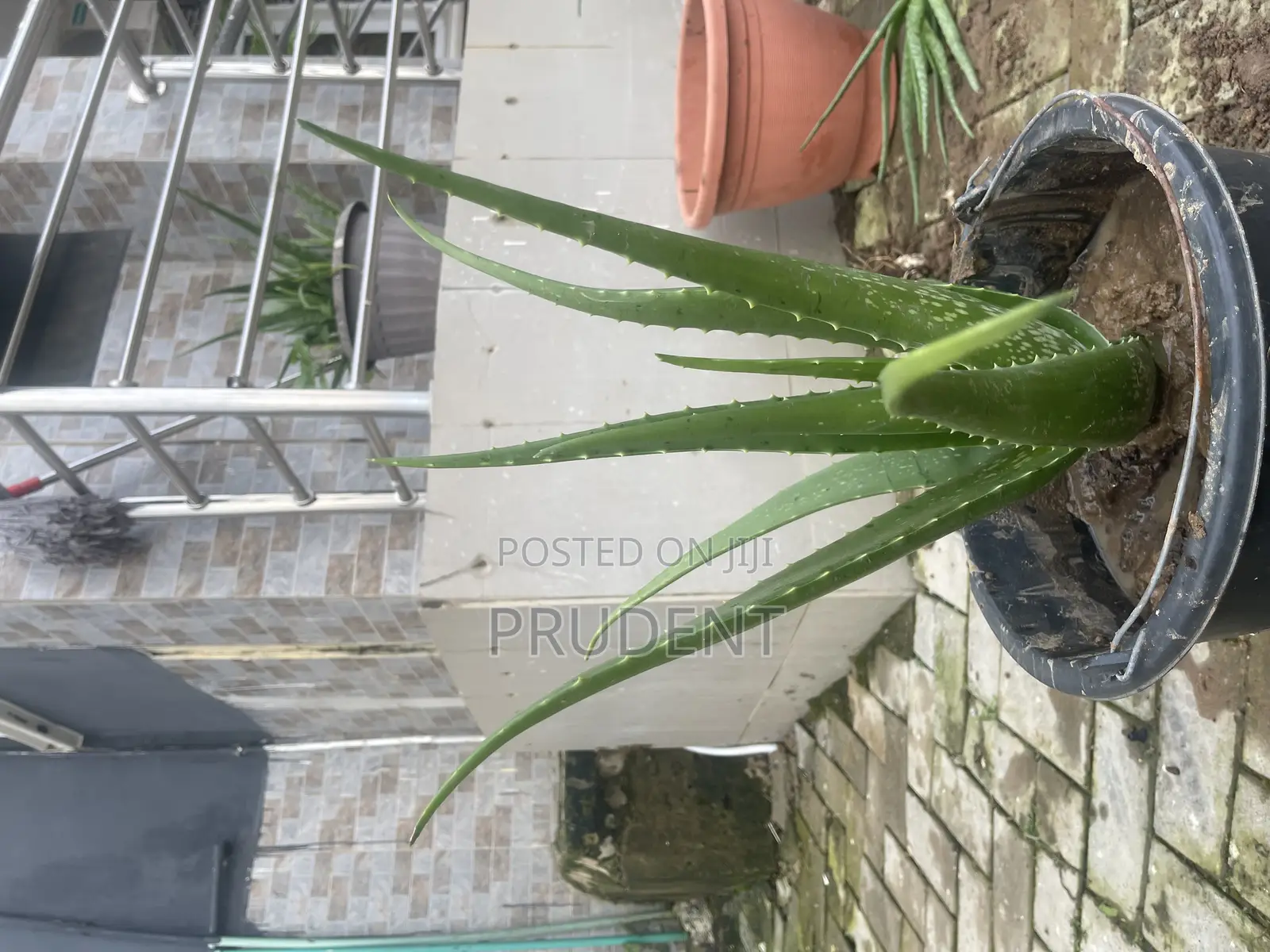 Fresh Aloe Vera Plant