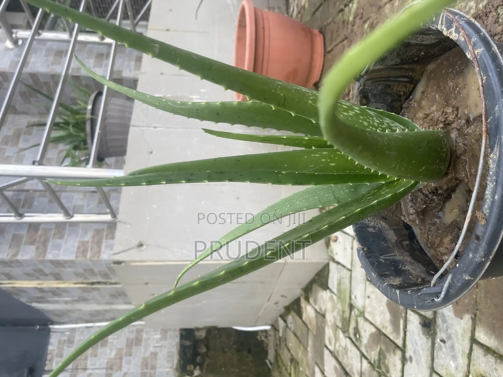 Fresh Aloe Vera Plant