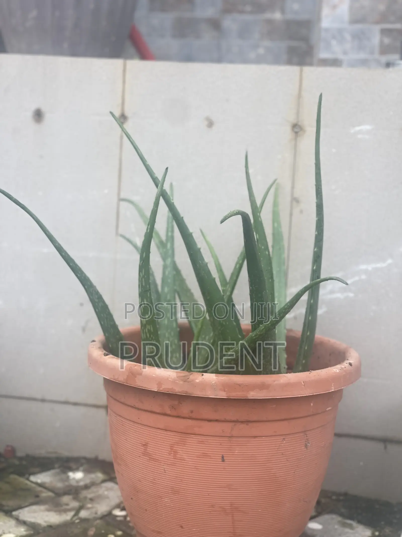 Healthy Aloe Vera Plant for Your Skin
