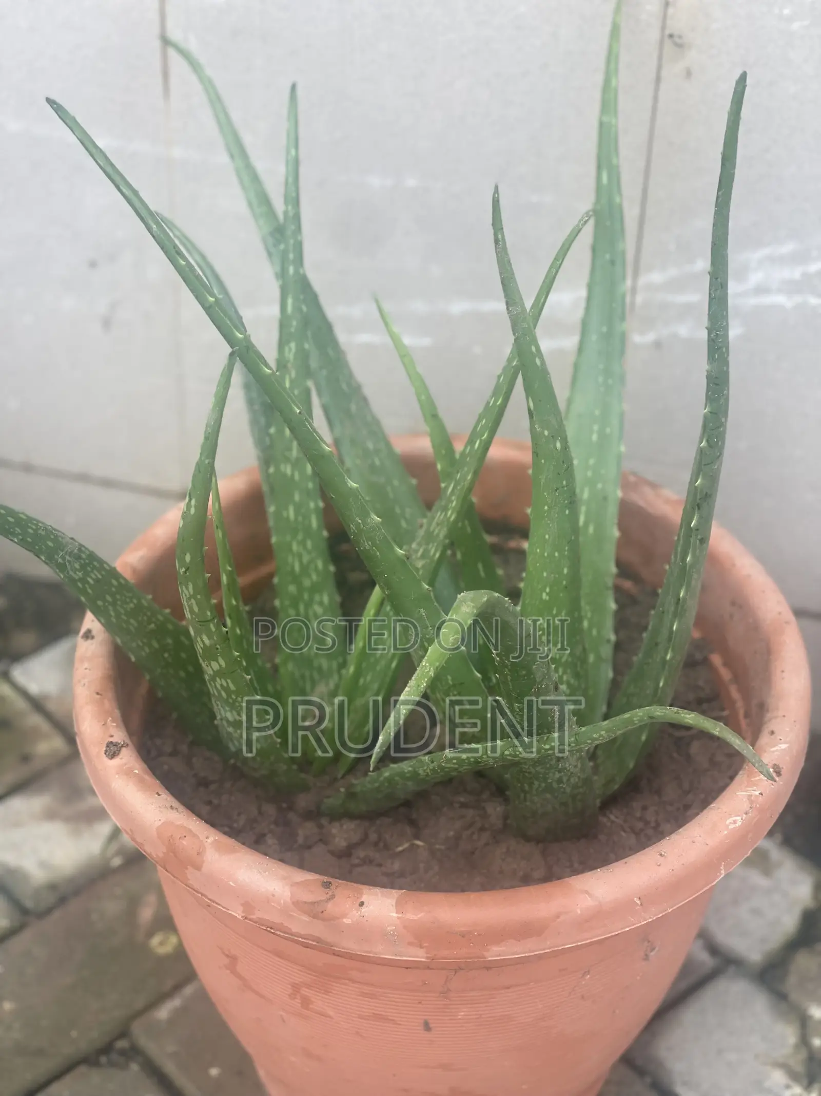 Healthy Aloe Vera Plant for Your Skin