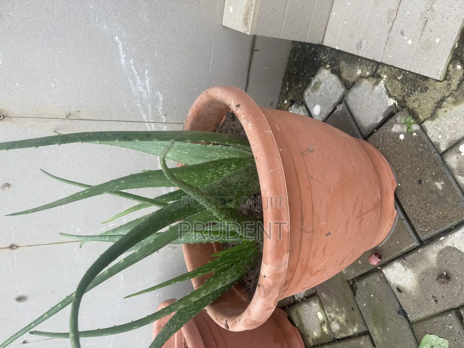 Healthy Aloe Vera Plant for Your Skin