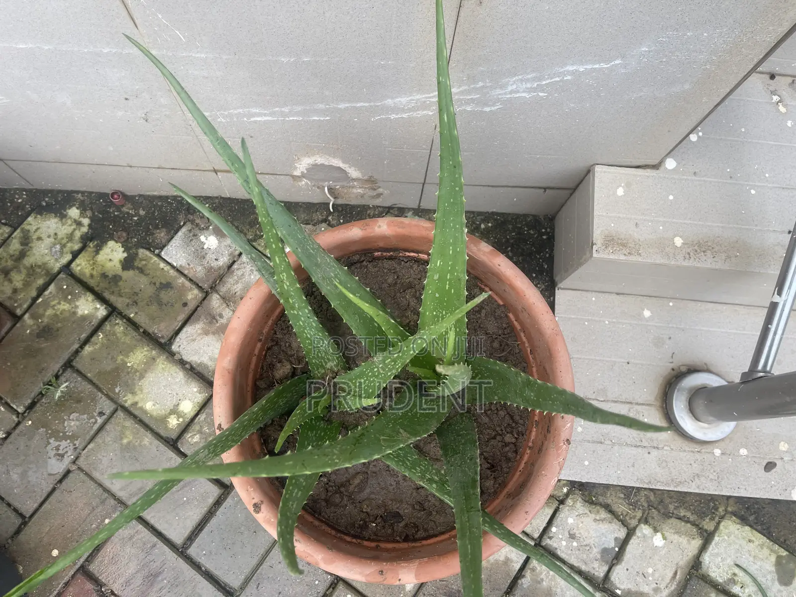 Healthy Aloe Vera Plant for Your Skin
