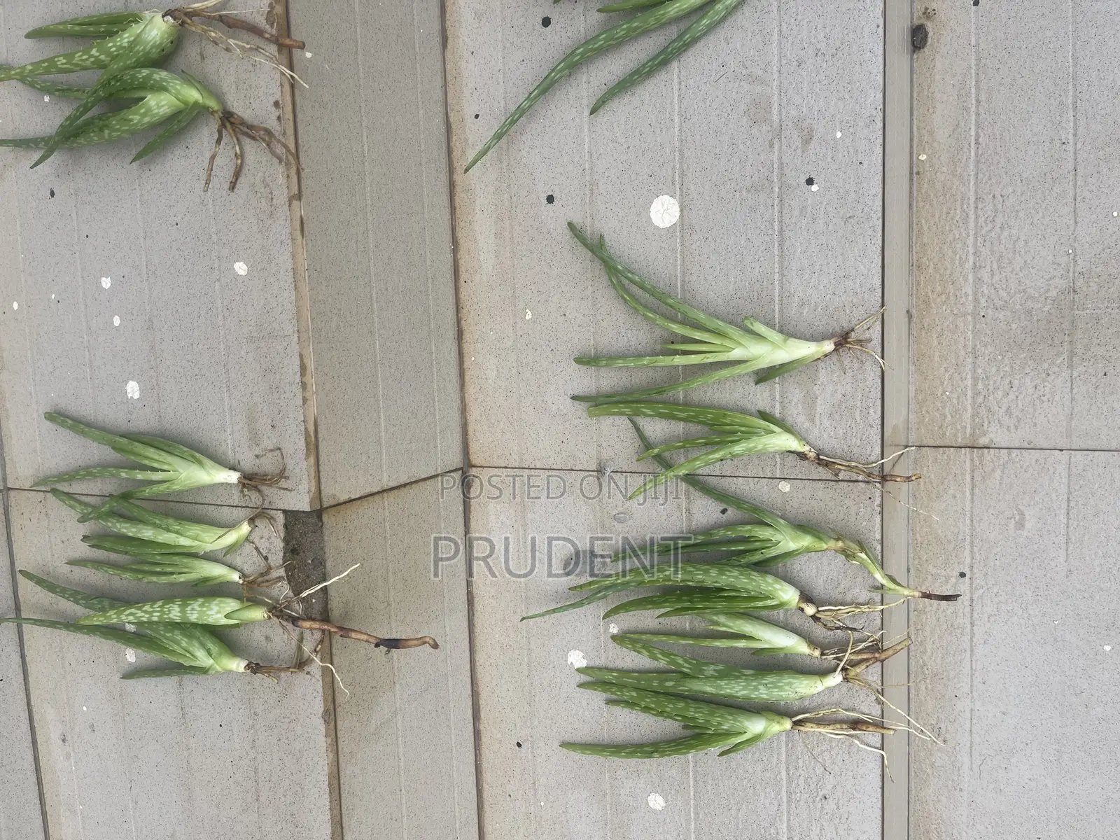 Start Planting Your Aloe Vera Plant