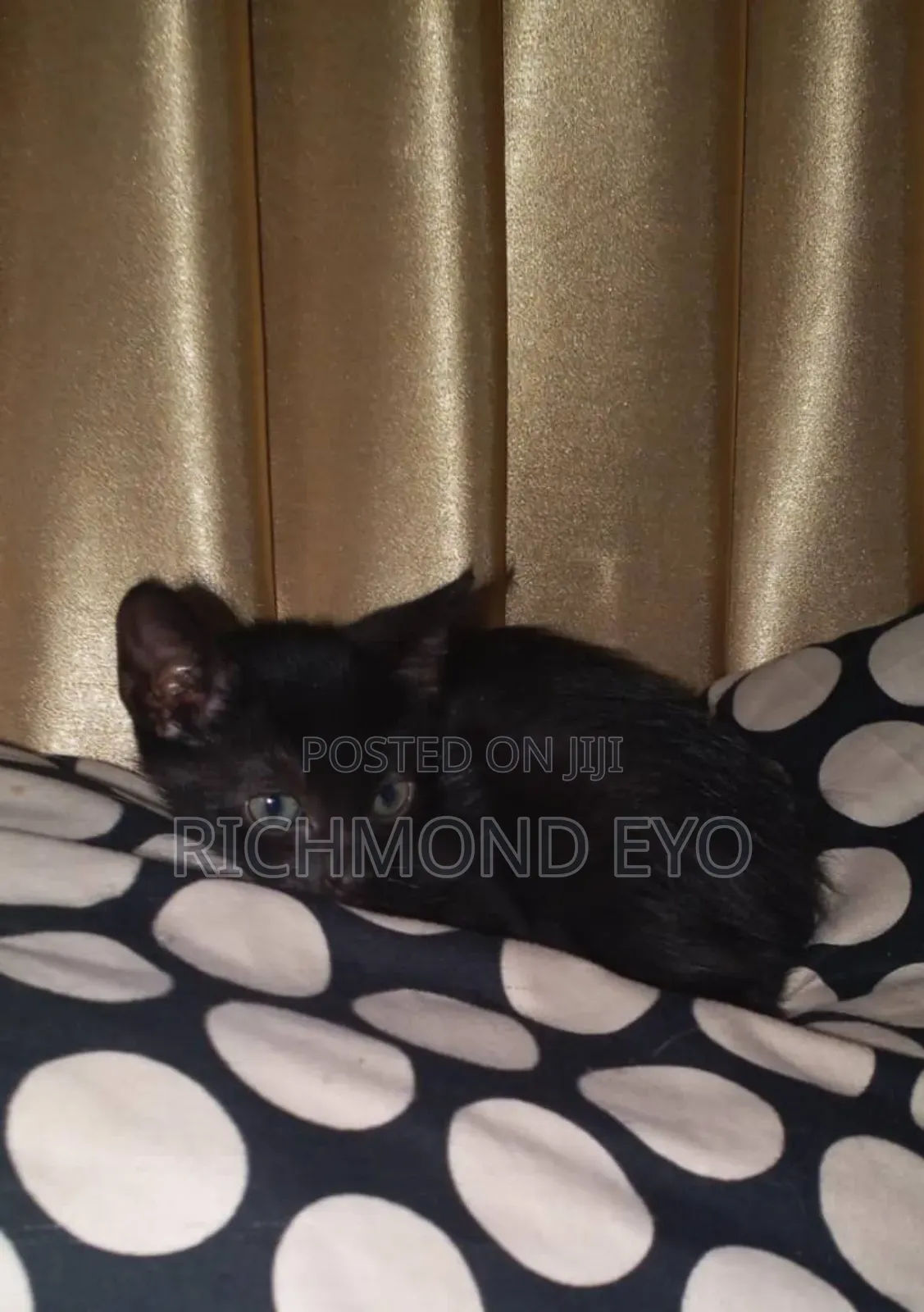 1-3 months Male Purebred American Wirehair