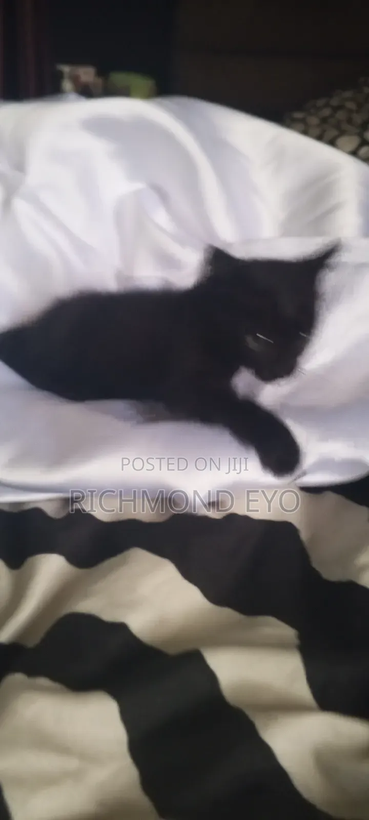 1-3 months Male Purebred American Wirehair