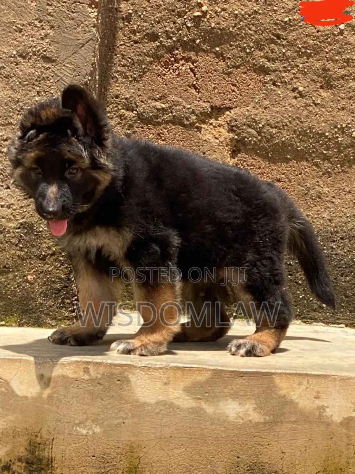 1-3 months Male Purebred German Shepherd